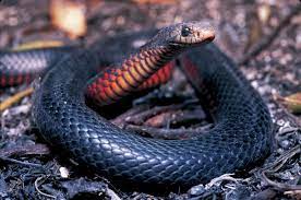 Red Bellied Black Snake Snake Cool Snakes Animals
