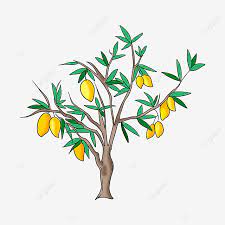 Bahagian selalu kita jumpai adalah isi dalam atau bijinya yang telahpun terpisah dari kulitnya. Gambar Pokok Mangga Clipart Mangga Manis Mango Tree Clipart Mangga Tanaman Png Dan Psd Untuk Muat Turun Percuma