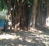 Growing aerial roots on bonsai - Growing Bonsai