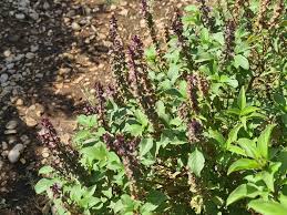 Image result for Ocimum fimbriatum