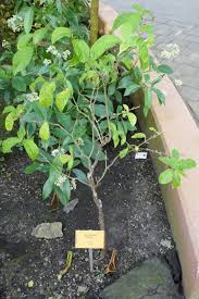 Image result for Tabernanthe
