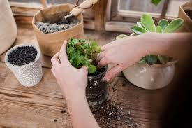 Jul 22, 2015 · drainage holes allow excess water to seep out of pots after watering, ensuring that water does not pool at the base of a pot, helping to protect sensitive roots from rot, fungus and bacteria. How To Plant In A Pot Without Drainage Holes