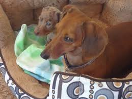 Black And Tan Reverse Dapple Dachshund Peanut Reverse Chocolate Dapple With Green Eyes And Bonnie Weiner Dapple Dachshund Dachshund Puppies Dapple Dachshund Puppy