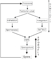 Buatlah skema daur hidup tumbuhan paku homospora. Protonema Pada Daur Hidup Lumut Berkembang Membentuk