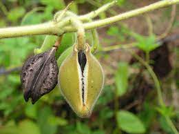 Pain relievers (acetaminophen, aspirin, ibuprofen) vitamins and other supplements. Martynia Annua L The Tiger Claw Plant Medicinal Plants Alien Plants Seed Pods