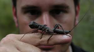 Deep Jungle: New Frontiers