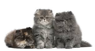 It's a musical from 1981 composed by andrew lloyd webber on texts by thomas stearns eliot. Pin On Persian Cats Gatos Persas Cute