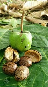 Image result for Hevea brasiliensis