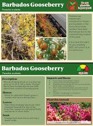 Image result for Pereskia aculeata