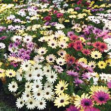 Image result for Osteospermum