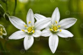 Image result for Hyacinthaceae