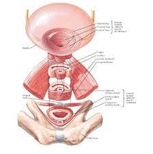 Epingle Sur Pelvis Perineum