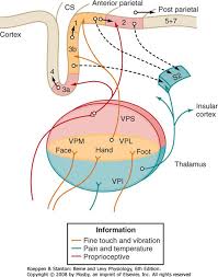 The Somatosensory System Berne And Levy Physiology 6th Ed