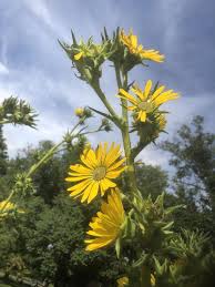 The tree also attracts birds, including orioles and hummingbirds. Endangered Compass Plant Makes Bold Statement In Ohio Gardens