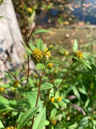 Image result for foto Dvouzubec