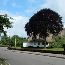 Es ist das geburtshaus des dichters und ingenieurs georg asmussen. Georg Asmussen Heimatverein Der Landschaft Angeln E V