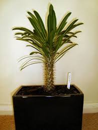 These roots take in water quickly after a rain. Pachypodium Lamerei Madagascar Palm Guide Our House Plants