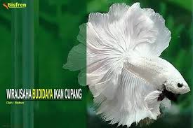 Wirausaha Budidaya Ikan Cupang Di Rumah Sendiri Ikan Cupang Ikan