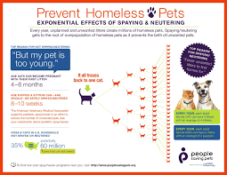 Veterinary Surgery Neutering And Spaying Of Dogs Cats Homeless Pets Spay Neuter
