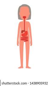 Erysipelas disease is a bacterium in the upper layer of the skin. Illustration Of Woman S Internal Organs Illustration Of Female Internal Organs Photograph By Human Internal Organs