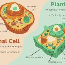 Difference between plant and animal cell cycle. Differences Between Plant And Animal Cells