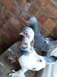 Kurdish Pigeon Guzel Kuslar Kus Kumes