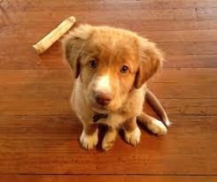 Nova Scotia Duck Trolling Retreiver Retriever Puppy Dog Behavior Nova Scotia Duck Tolling Retriever