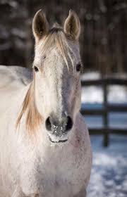 We did not find results for: Luna The Dorset Equine Rescue