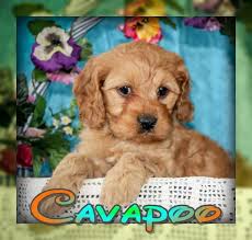 But in fact this isn't the only possible outcome! Cavapoo Puppies For Sale In Ohio That Doggy In The Window That Doggy In The Window