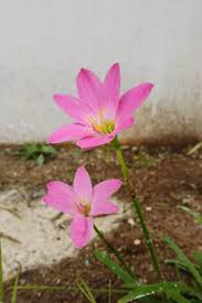 Image result for Zephyranthes minuta