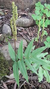 Image result for Anemiaceae