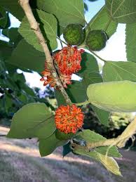 Image result for Broussonetia papyrifera