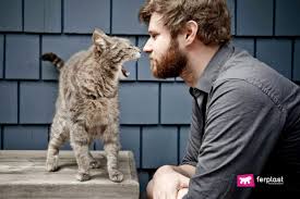 Four Common Mistakes When Yelling At A Cat Scold A Cat Properly