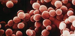 Mechanisms Of Bacterial Pathogenicity