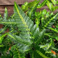 Image result for Pearsonia aristata