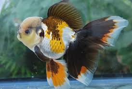 Pin By Ghazwan Alzubaidi On Fish Goldfish Breeding Oranda Goldfish Ryukin Goldfish