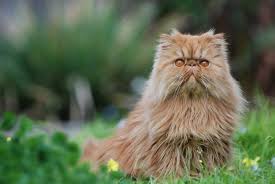 Imported cats are available for sale. Take It From A Vet Don T Buy A Purebred Cat
