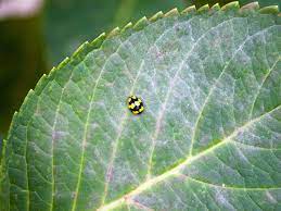 We did not find results for: White Powder On Hydrangea Leaves Treating Powdery Mildew Plant Index
