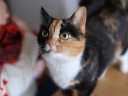 Image result for adorable cat