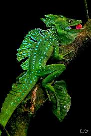 Plumed Basilisk Cute Reptiles Lizard Unique Animals