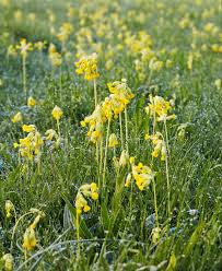 Our fresh flowers and foliage are available between march/april and november. A Royal Rescue For Wild Flowers In Peril Financial Times
