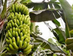 Maka, tidak heran jika buah yang satu ini banyak dibudidayakan sejak. Cara Menanam Pisang Ambon Yang Baik Dan Benar Untuk Pemula
