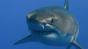 The size of a blue whale is 89 feet for females and 82 feet for males. Megalodon Predators And Prey Britannica