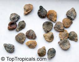 Image result for Adenolobus pechuelii