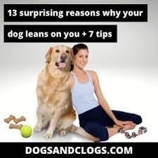 13 Surprising Reasons Why Your Dog Leans On You 7 Tips