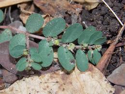 Image result for Euphorbia prostrata