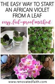 How To Propagate African Violets In Water The Easiest Way By Far African Violets African Violets Plants Violet Plant