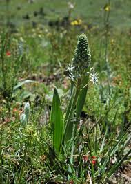 Image result for Schizocarphus nervosus