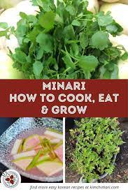 Minari How To Eat Cook And Grow In 2021 Korean Food Side Dishes Easy Korean Recipes Korean Vegetables