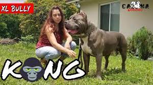 Xl pitbull studs pitbulls xl pitbull pitbull xxl. Xl American Bully Pitbull Caona Bullys Kong 2019 Xl Stud Showcase Youtube